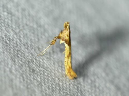 Réf. 252 395 : Caloptilia hemidactylella